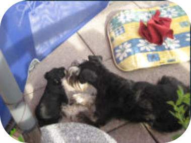 Agrippina als Welpe, V: Ole v. Dreieckshof M: Artlöhrs Uriella